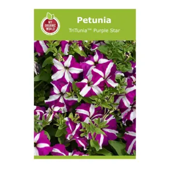 Petunia TriTunia™ Purple Star