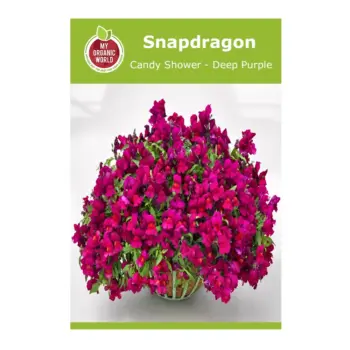 Snapdragon candy shower deep purple