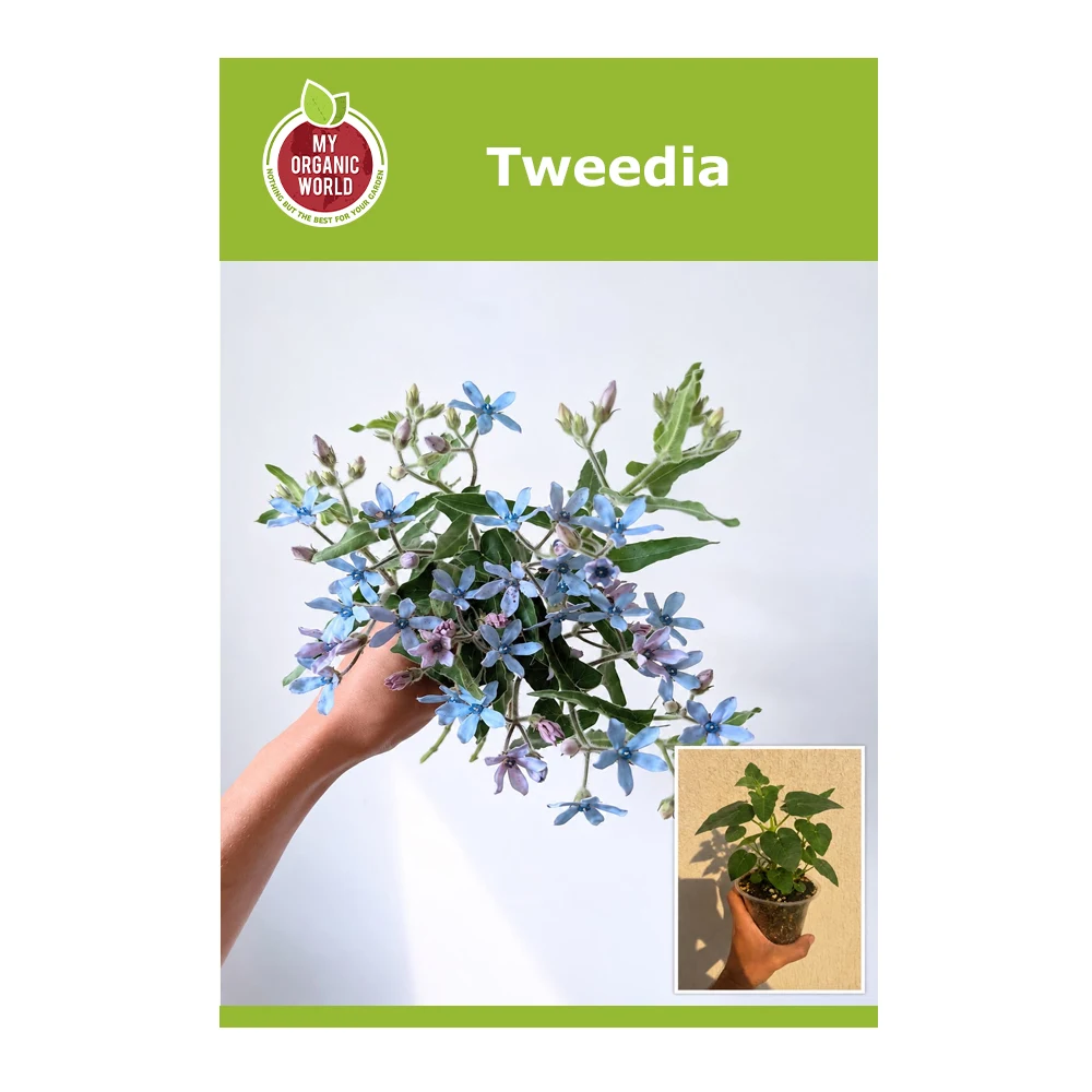Tweedia